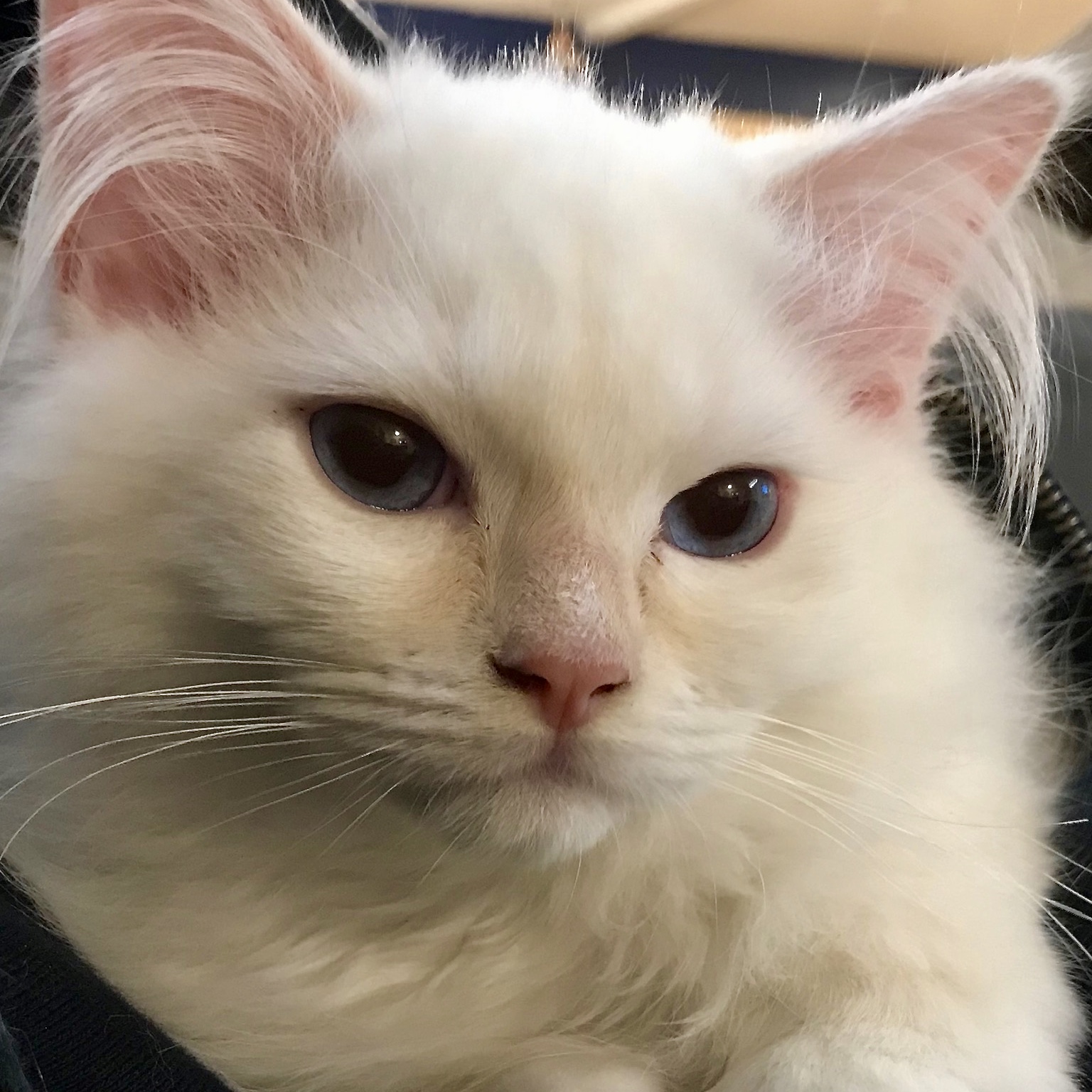 Ragdolls PDX- Adorable Ragdoll Kittens For Sale In Oregon