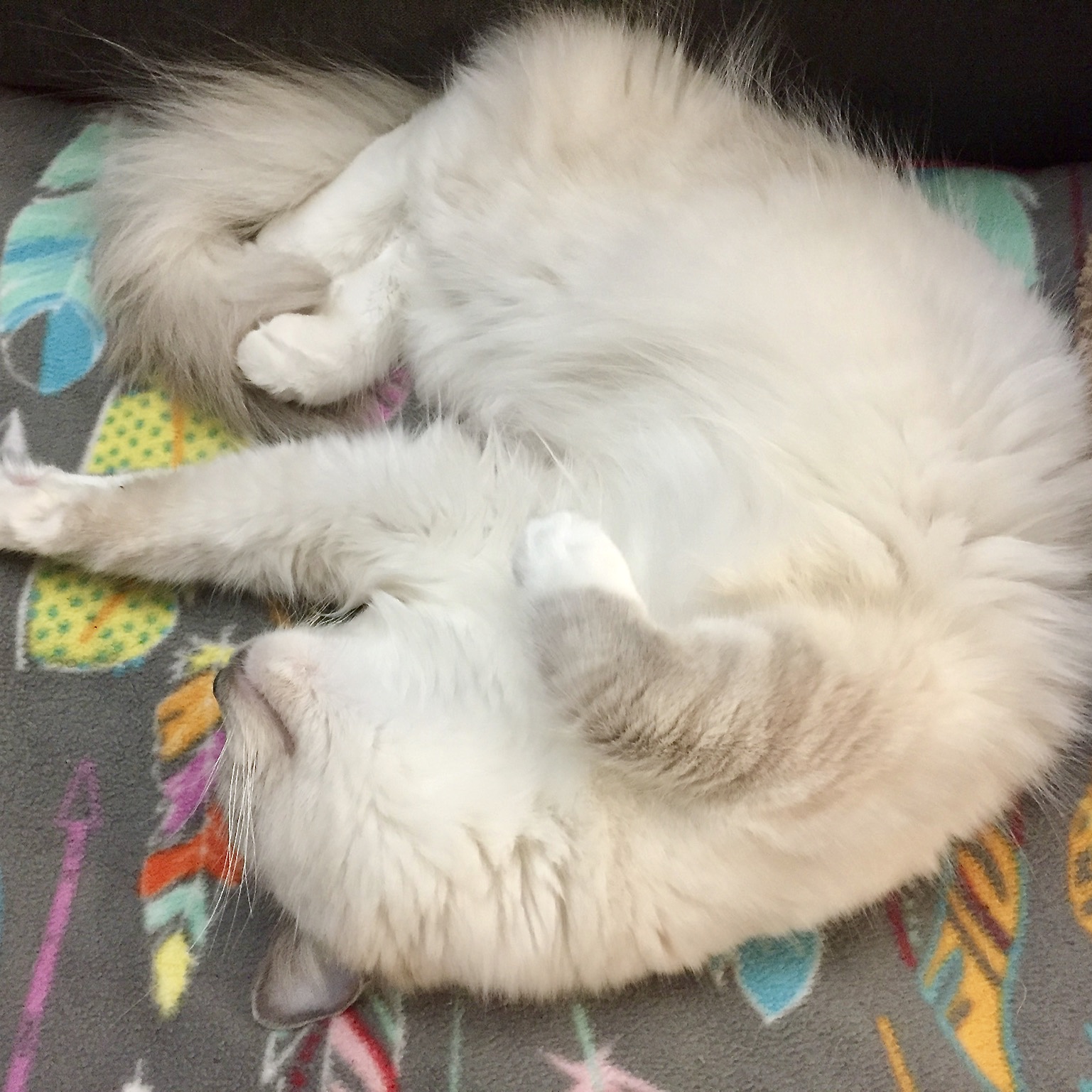 Ragdolls Pdx- Adorable Ragdoll Kittens For Sale In Oregon